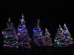 holiday-tree-lights-winnetka