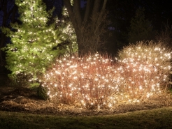 holiday-tree-light-installer-barrington