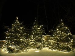 tree-light-installation-barrington