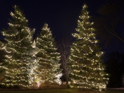 christmas-tree-lights-glenn-ellyn